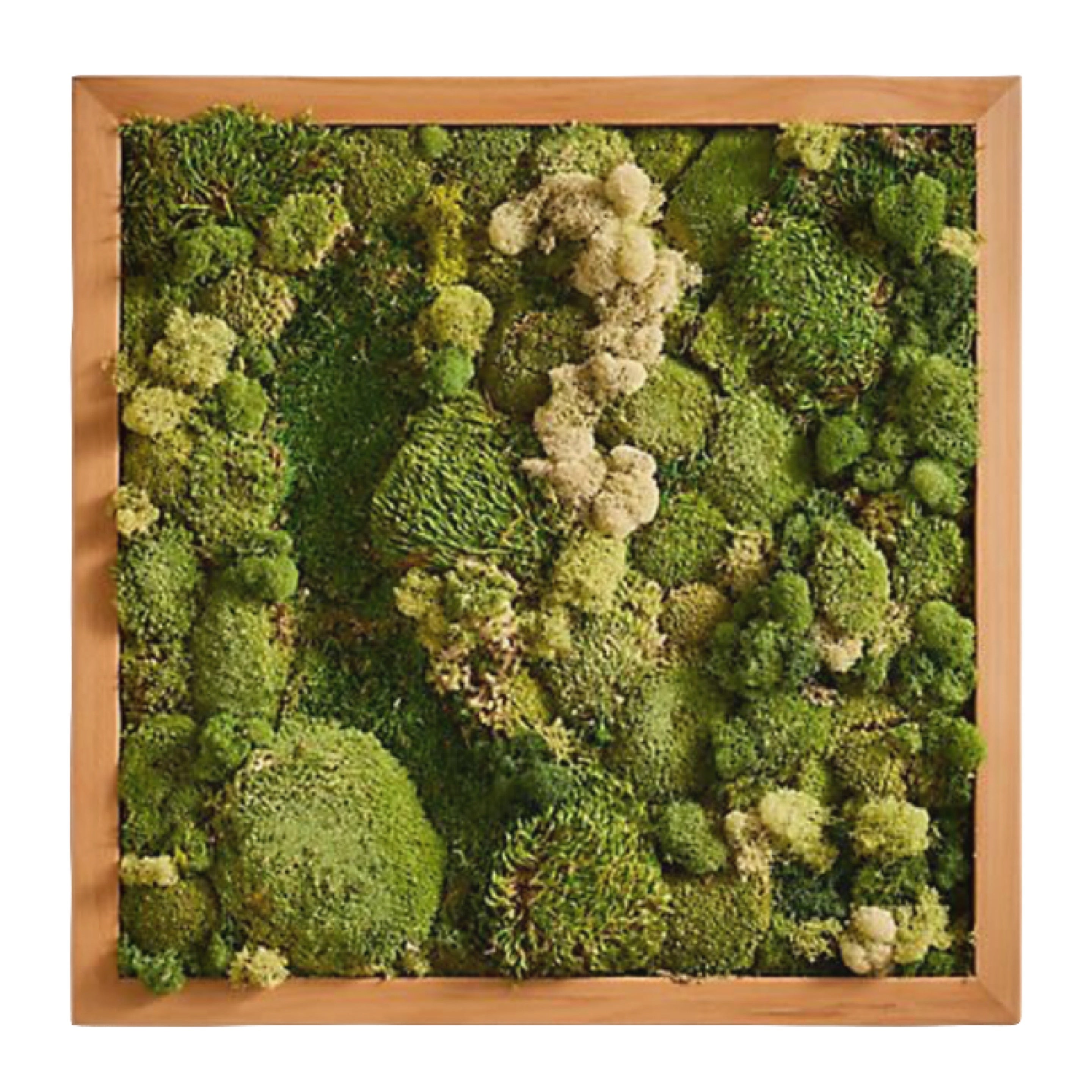 Moss Art 12x12 6/26 5:30PM | Pure Joy Plants